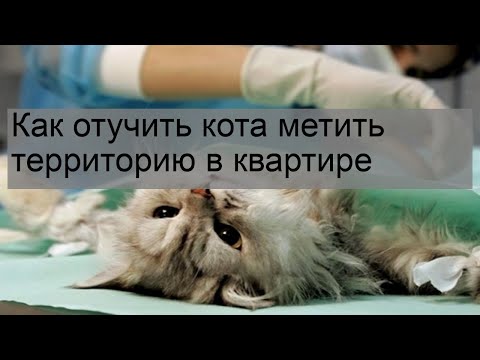 Как отучить кота метить территорию в квартире