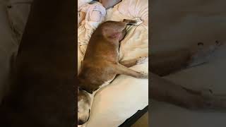 Belly Rubs For All 2 Pitties And 2 Kitties