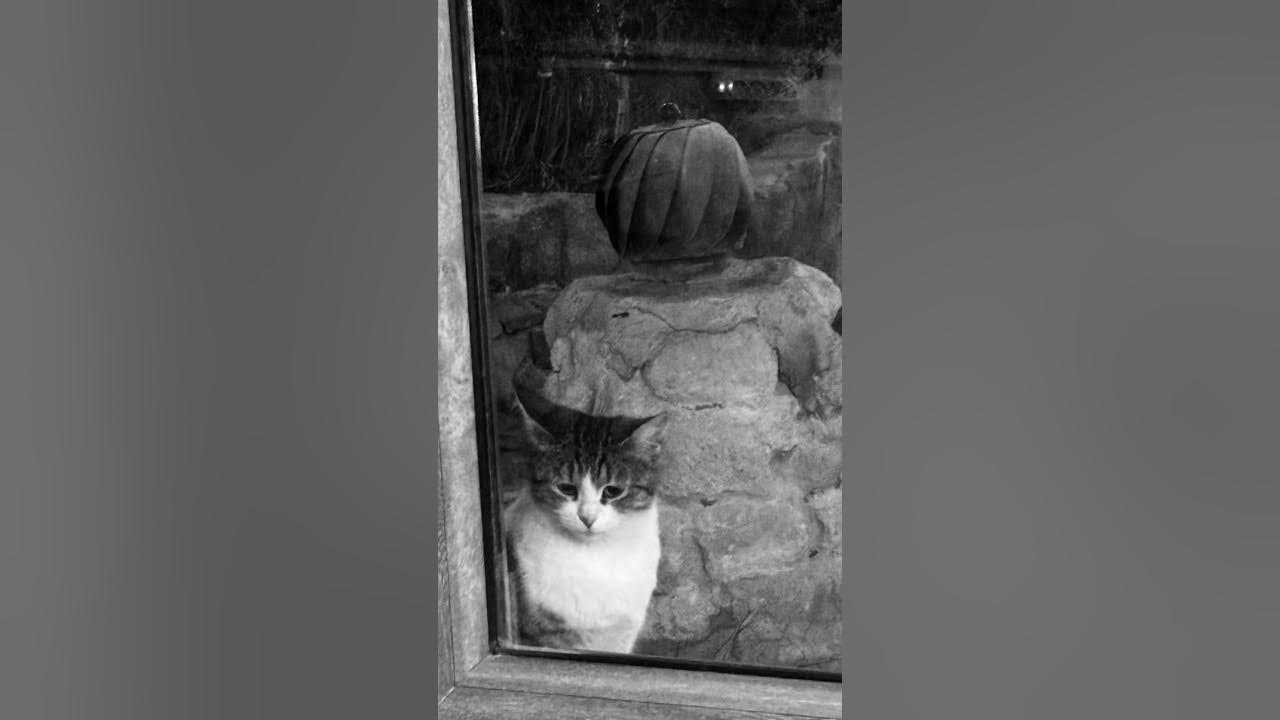 Kader Utansın Kader Utansın