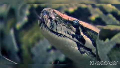 Amazingly Intelligent Monkeys Save Rodent Mouse From snake hunting prey escapes predato.