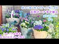 【夏の爽やかな寄せ植え】【コンテナガーデン】【つるバラ&コデマリ剪定*6月のお手入れ】ガーデニング/暑さに強い夏の花/庭づくり