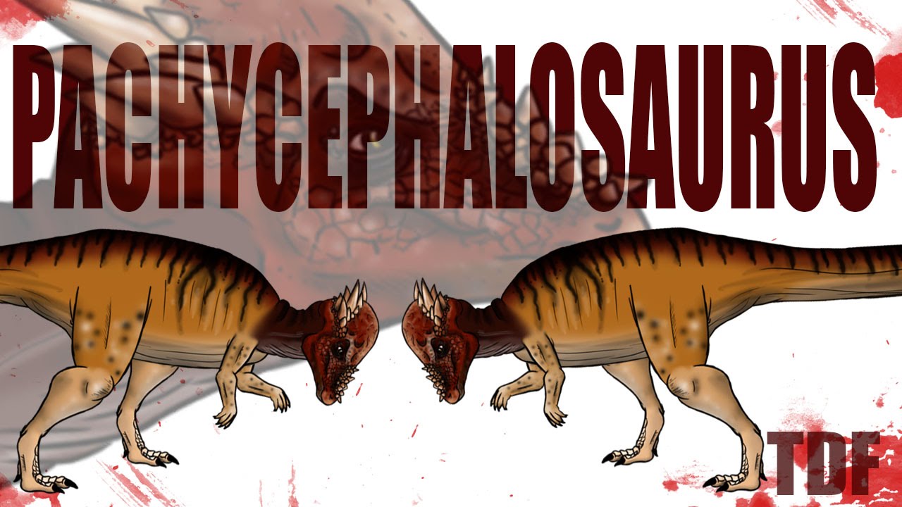 Pachycephalosaurus A Thick Headed Dinosaur Tdf Facts Youtube