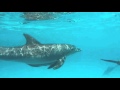 Snorkeling video Zanzibar: Dolphins of Mnemba Atoll with One Ocean