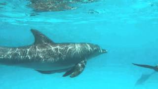 Snorkeling video Zanzibar: Dolphins of Mnemba Atoll with One Ocean