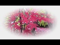 平岡樹芸センターの紅葉 の動画、YouTube動画。