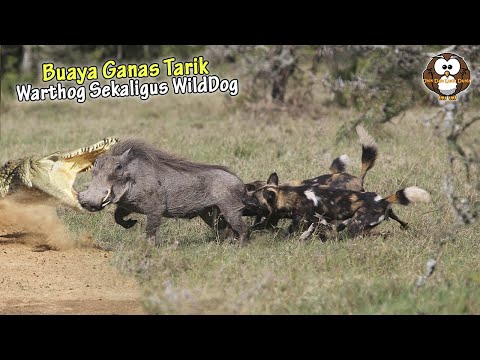 Video: Zaitun Babi Hidup Dengan Sekawanan Anjing Dan Diyakinkan Dia Salah Satu Dari Mereka