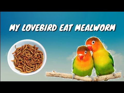 LOVEBIRD MAKAN ULAT HONGKONG, hati2 banyak manfaatnya loh!!!