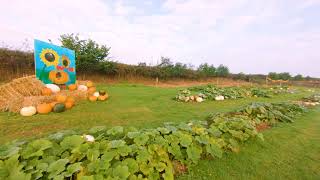 Copper and Holly Pumpkin Patch