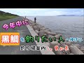 黒鯛を絶対釣りたいならここ！ルアー・落とし込み・前打ちの釣り場紹介 in 愛知県