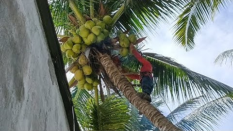 Cưa cây dừa nghiêng vào nhà, Siêu trái .Cho đại gia .Cưa cây kỹ thuật cao