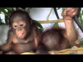 Budi and Jemmi eating fruit together in their hammock