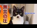 猫に「チュール」と言っただけで分かるのか?反応の違いが面白すぎた