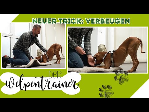 Video: Warum verbeugt sich mein Hund?