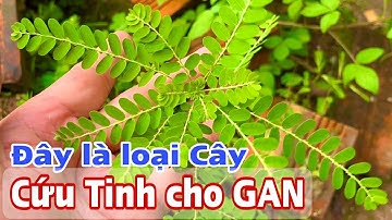Đây là loại Cây tốt cho Gan. PHAN HẢI Channel 
