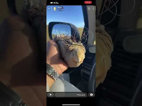 How To Hunt Hawks طريقة اصطياد الصقور