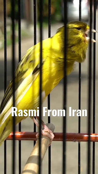 Rasmi Made in Iran ( Original Song Canary )