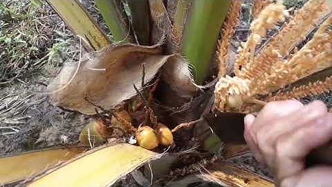 CÁCH PHÒNG TRỪ KIẾN VƯƠNG CHO VƯỜN DỪA HIỆU QUẢ