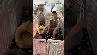 🇺🇸Toy poodle pups in Los Angeles CA #puppy #tinypaws #pets