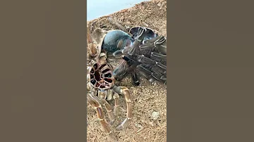 Rare Footage GIANT Bird Eating Tarantula 