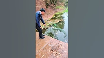 Lưới câu cá siêu dính câu nhiều cá cùng lúc dễ dàng 2025 #shorts #fishing  #fishingnets