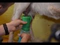 Подготовка козы к доению и доение козы. ЛПХ "Милкин дом"