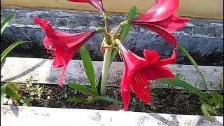 Allah Tahu Dan Memutuskan Perubahan Detil Di Alam Raya-Tafsir Yaasiin Bag14b /  Ayat 12