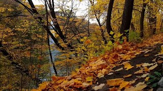 Отдохнуть среди тихой осени, пение осенних птиц, видео для отдыха, расслабления нервной системы