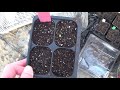 How To Start Calendula Flowers From Seed, Seedlings Update