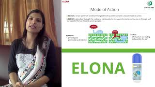 Parijat Elona Parijat Elona