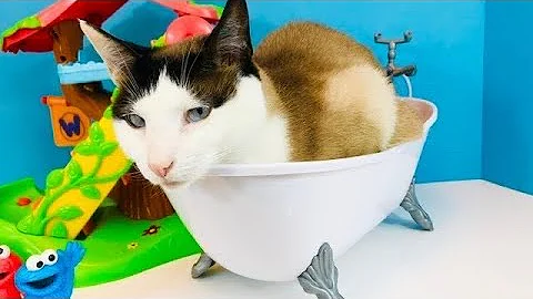 Watch the video about Funny CAT In Toy Doll Bathtub Pet Videos