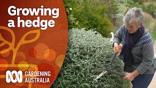 How to plan, grow and maintain a hedge | Garden Design and Inspiration | Gardening Australia screenshot 3