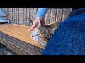 海辺のベンチで休んでいたら、猫が隣に座ってきた…癒やされすぎる