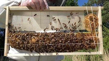 Using Rubber Bands to Hold in Separated Honeycomb | Beekeeping for Beginners