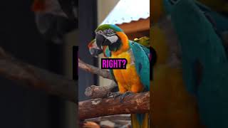 Chrisnxtdoor Cant Believe Maya’s Parrots Dance to Drake Songs😂