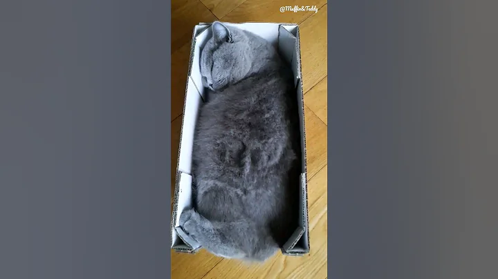 British shorthair kitten♥️🐾🐻 #cat #cute #britishshorthair #kitten #fluffy #sleep #reels #pets #love