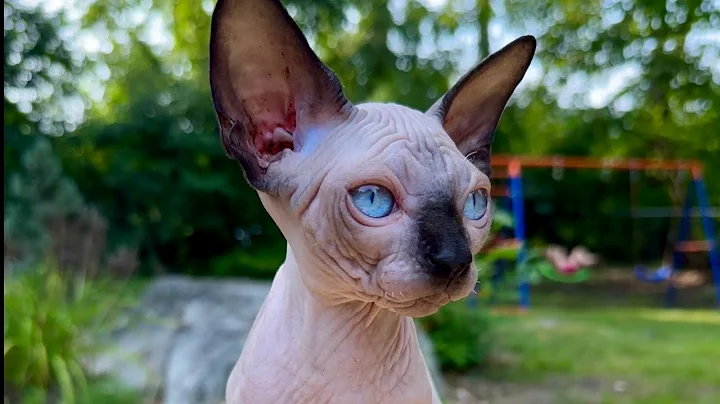 Video 5107911: sphynx kitten, hairless mom cat, cute kitten