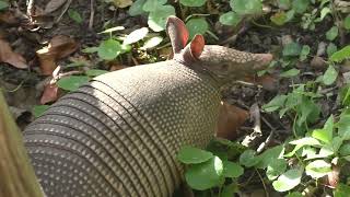 Armadillo Rooting Around For Food In The Villages, Florida