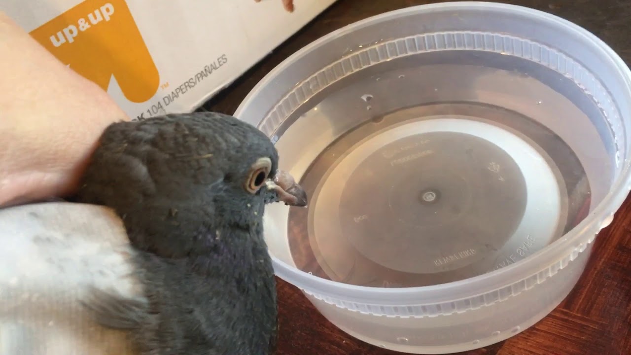 Pigeon Drinks Water YouTube