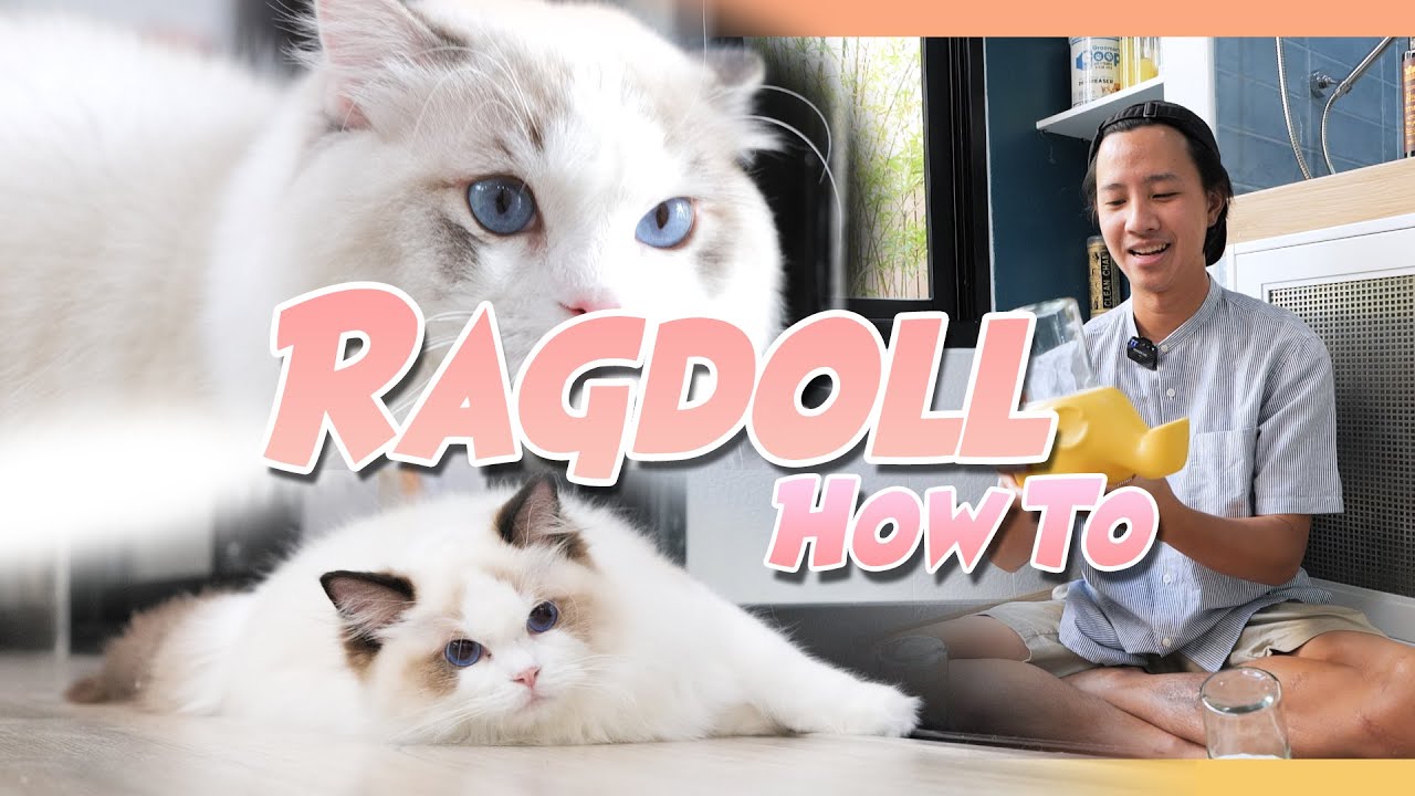 How to ดูแลขนสำหรับแมว Ragdoll | The PETTO EP.122