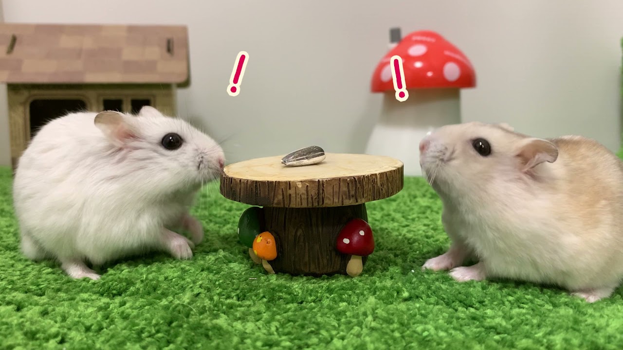 NEWS - ハムスター 🐹It's mine. No! It's mine!!! hamster - YouTube