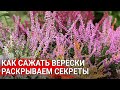 Как сажать верески - раскрываем секреты