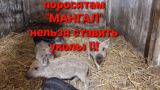 ПОРОСЯТА "МАНГАЛЫ" ОСОБЕННОСТИ СОДЕРЖАНИЯ.