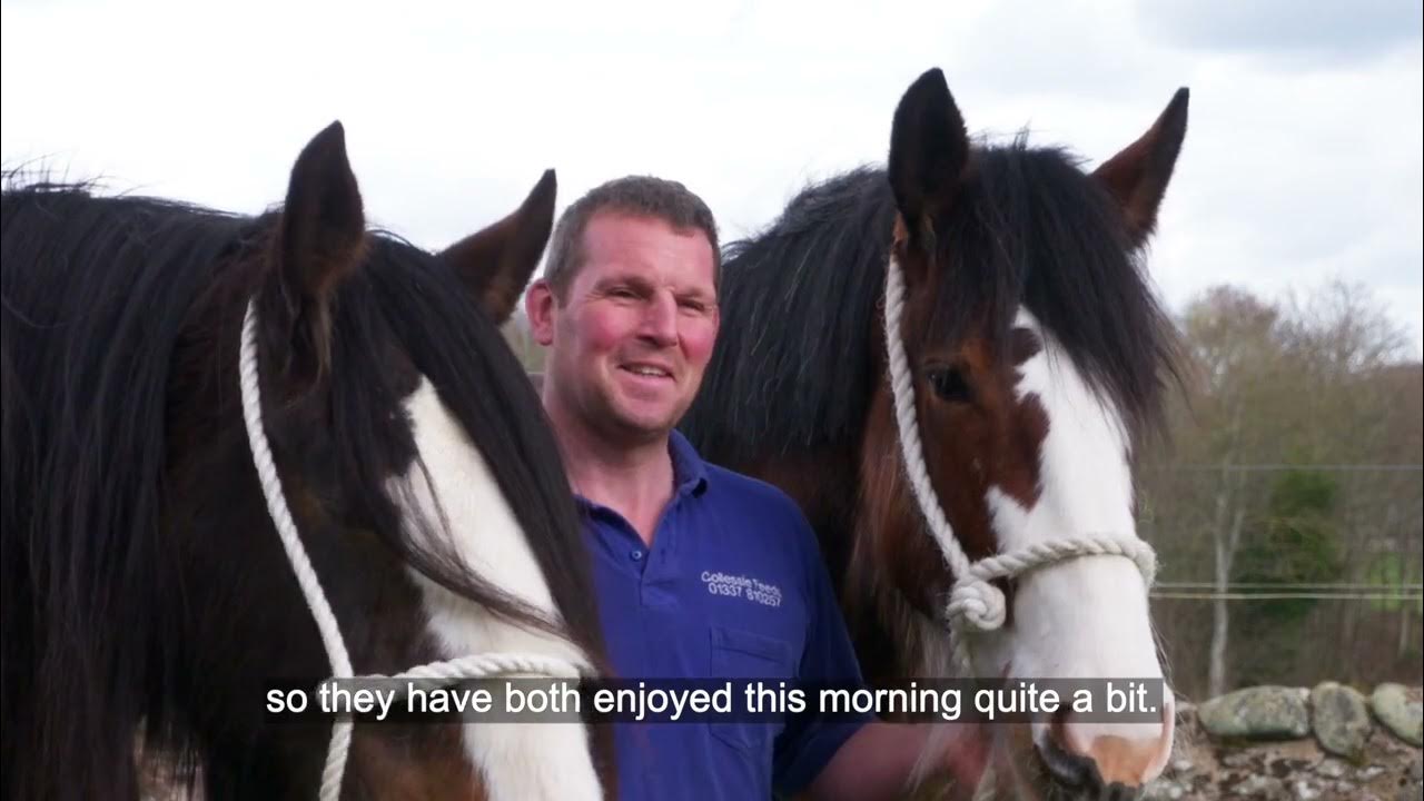 World Clydesdale Show YouTube