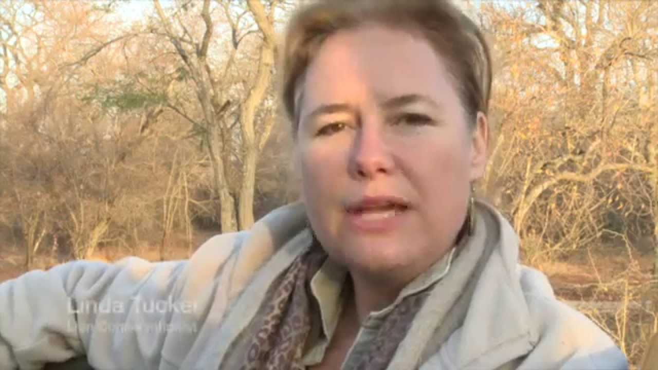 zimbabwe country risk analysis 2018 Linda Tucker Appeals to Walter Palmer