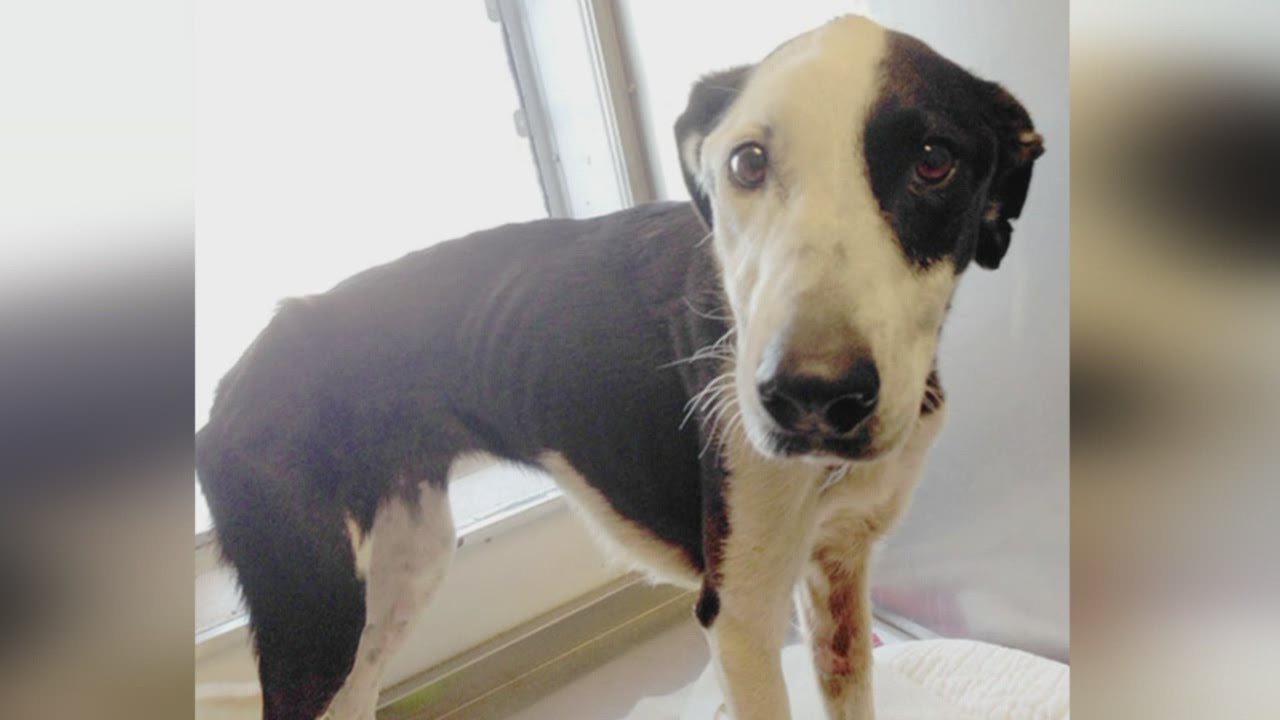 youtube coyote hunting greyhounds