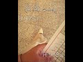 ايدي مبينه أوڤر سمره مامبري الذمه الي يأخذالفيد اشتركوابالقناة اغاني  لايك تصميمي اغاني عراقية