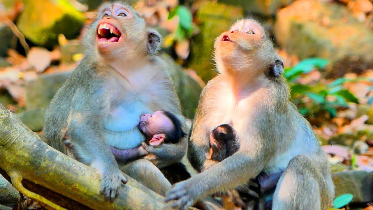 Primate monkey.../What wrong of monkeys .../Superb life baby.../Nice ...