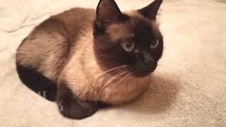 .😺 Siamese cat | Always attentive | Cat Chronicles by Cat Chronicles 10,070 views 3 months ago 48 seconds