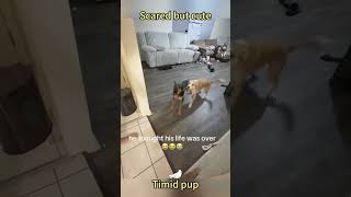 Dog is scared, please keep distance.#dog #dogshorts #fear #timido #like