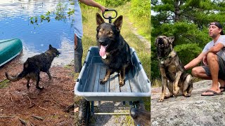 Three Dogs Go On Off Grid Cabin Trip